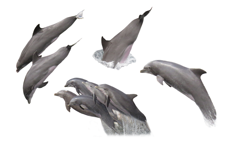 dolphin fish png images with transparent backgrounds #22023