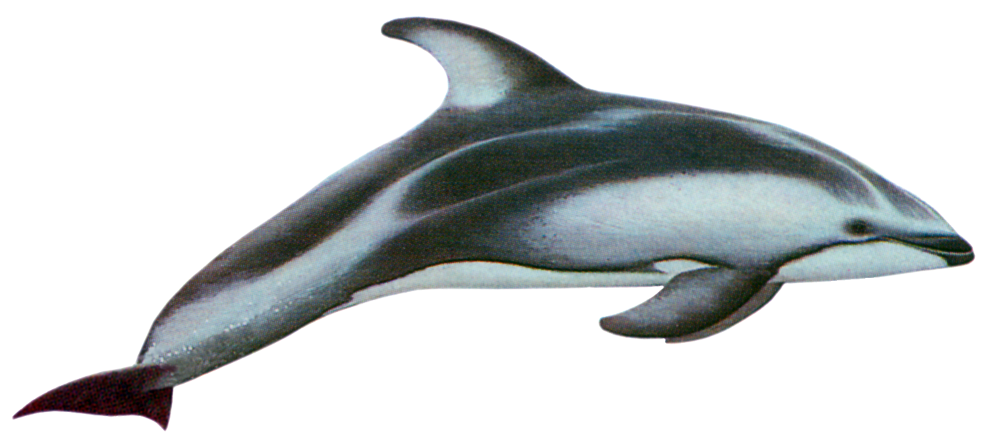 dolphin, lagenorhynchus #22021
