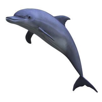 Dolphin Png Dolphin Fish Clipart Free Download Free Transparent Png Logos