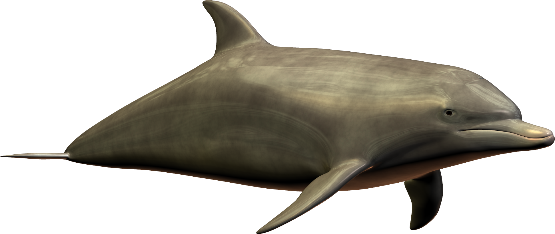 dolphin png image collection for download #22004