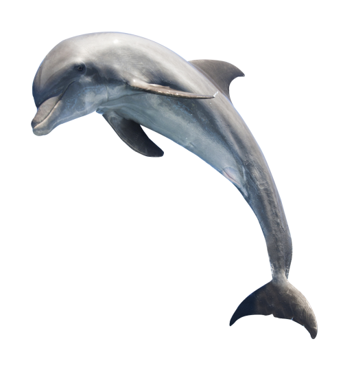 dolphin png image pngpix #22013