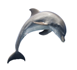 dolphin png images pngpix #22014