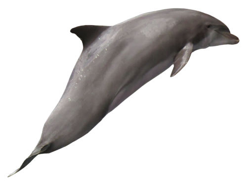 dolphin png transparent image pngpix #22028