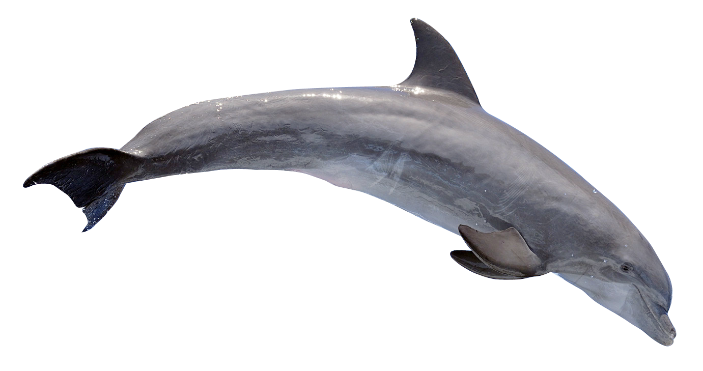 dolphin png transparent image pngpix #22000
