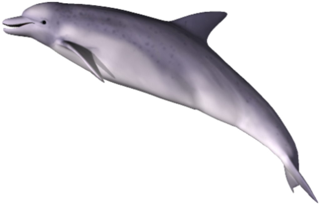 dolphin png transparent images download clip #22010