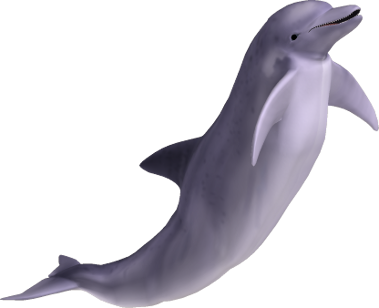 Dolphin