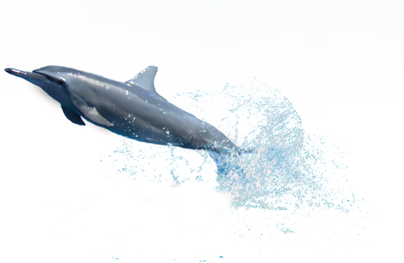 dolphin star #22022