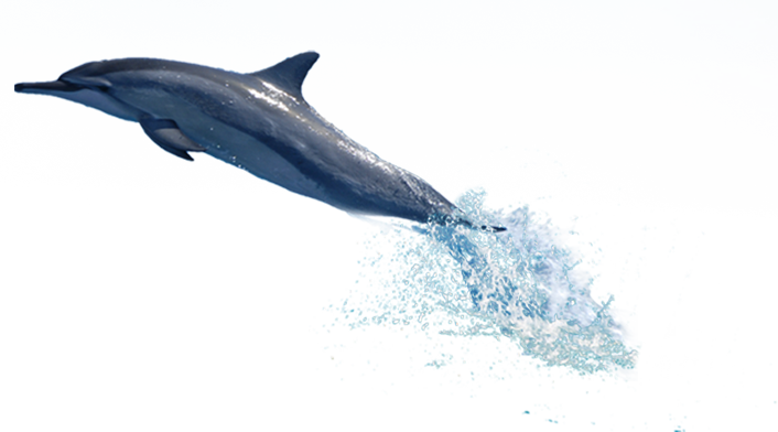 dolphin star