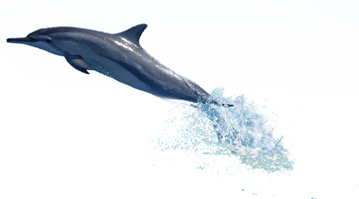 Dolphin