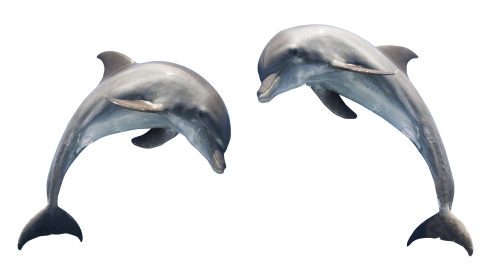 dolphin transparent png image pngpix #22019
