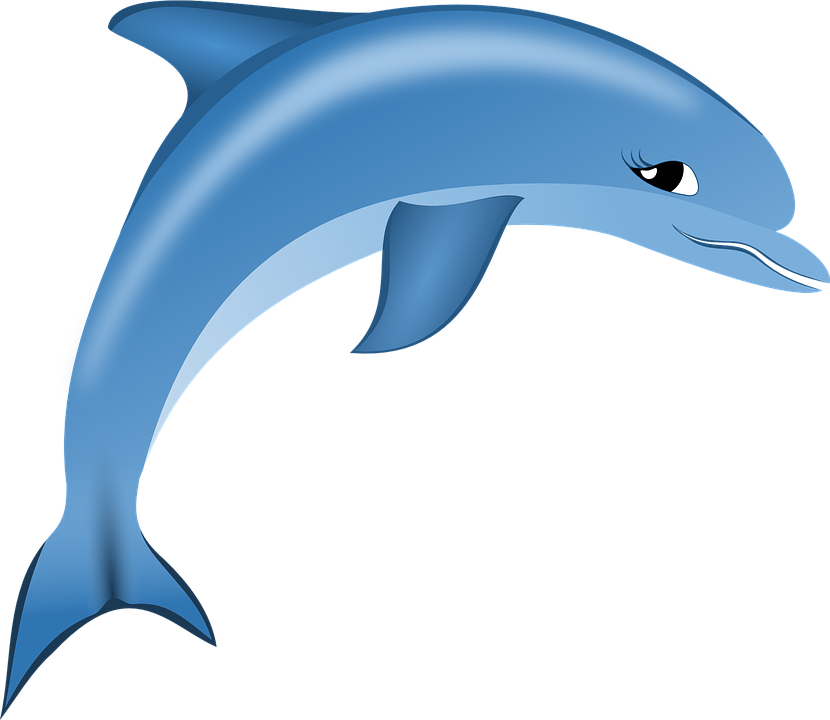 dolphin vector graphic pixabay #22027