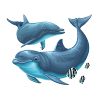 download dolphin png photo images and clipart #22012