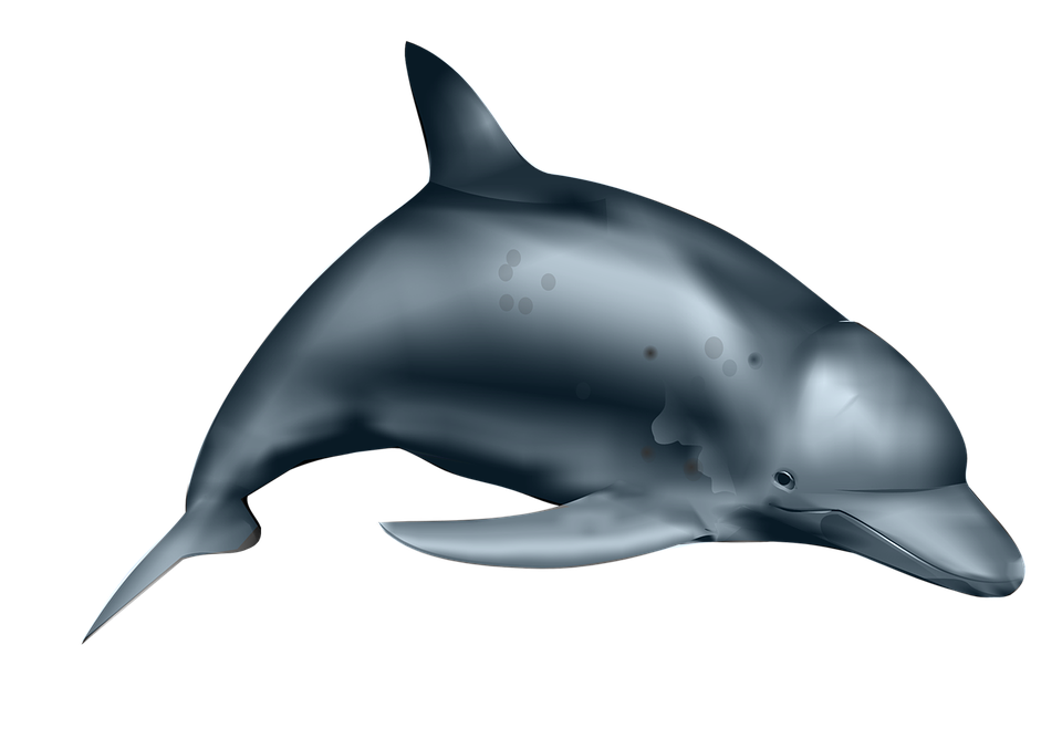 illustration dolphin fish sea water marine #22025