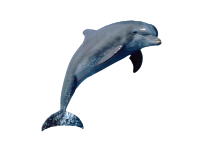 Dolphin