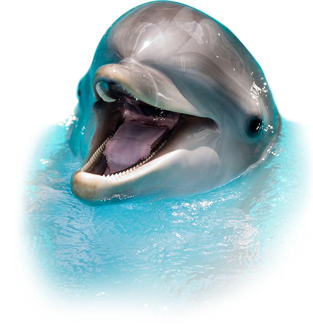 sea screamer dolphin tours clearwater guaranteed #21995