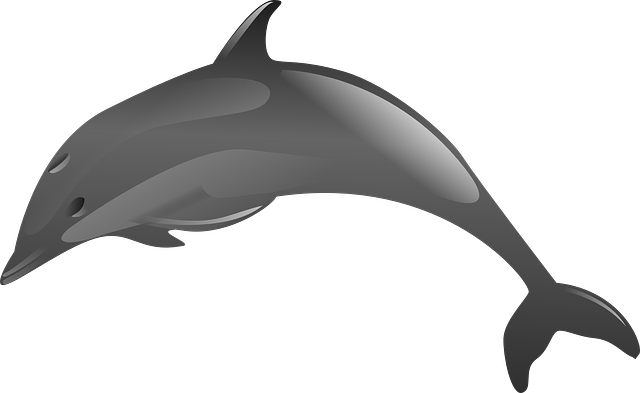 vector graphic dolphin marine jump intelligent #22030