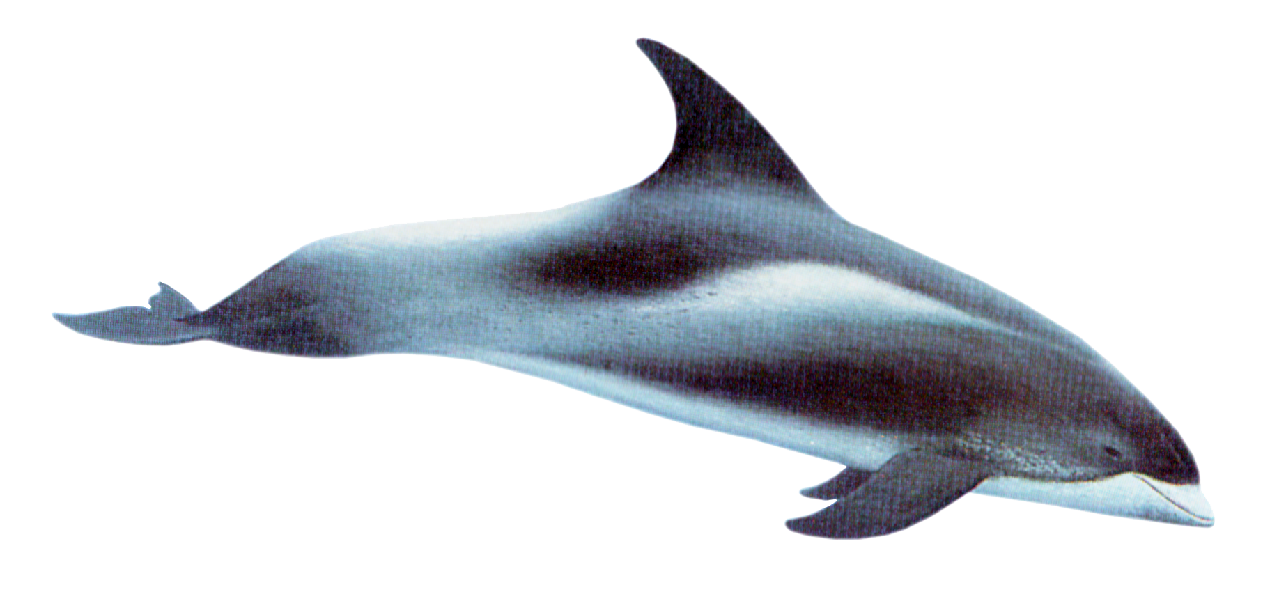 white beaked dolphin #22020