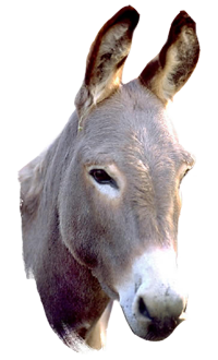clinical section donkey wikivet english #37038