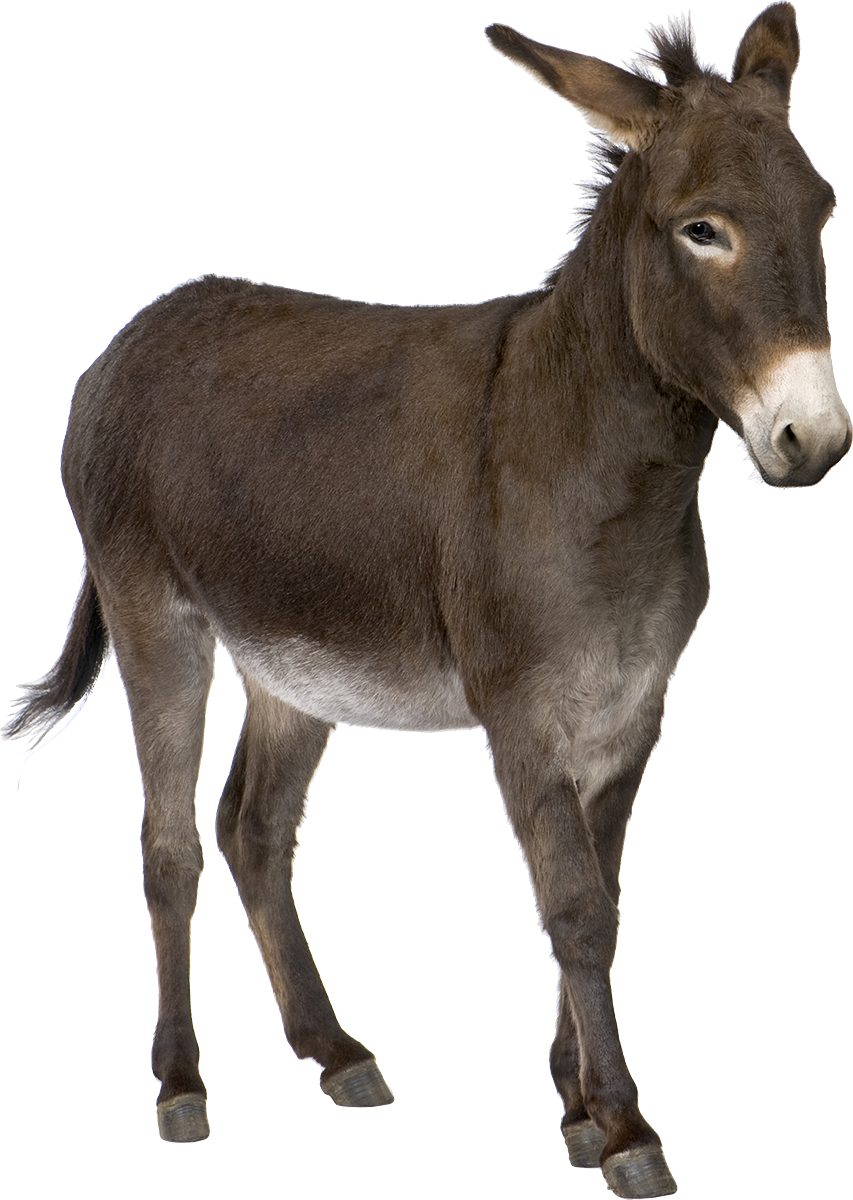 donkey african wild ass transparent background #37032