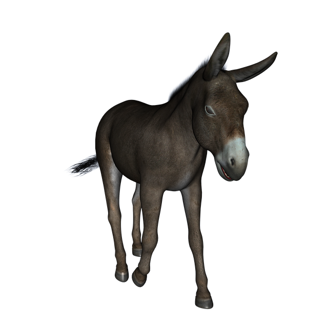 donkey animal cute image pixabay #37033