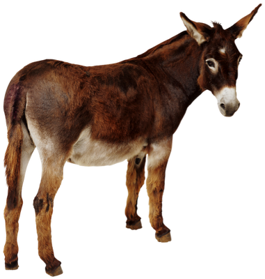 donkey colecci gifs genes burros #37037