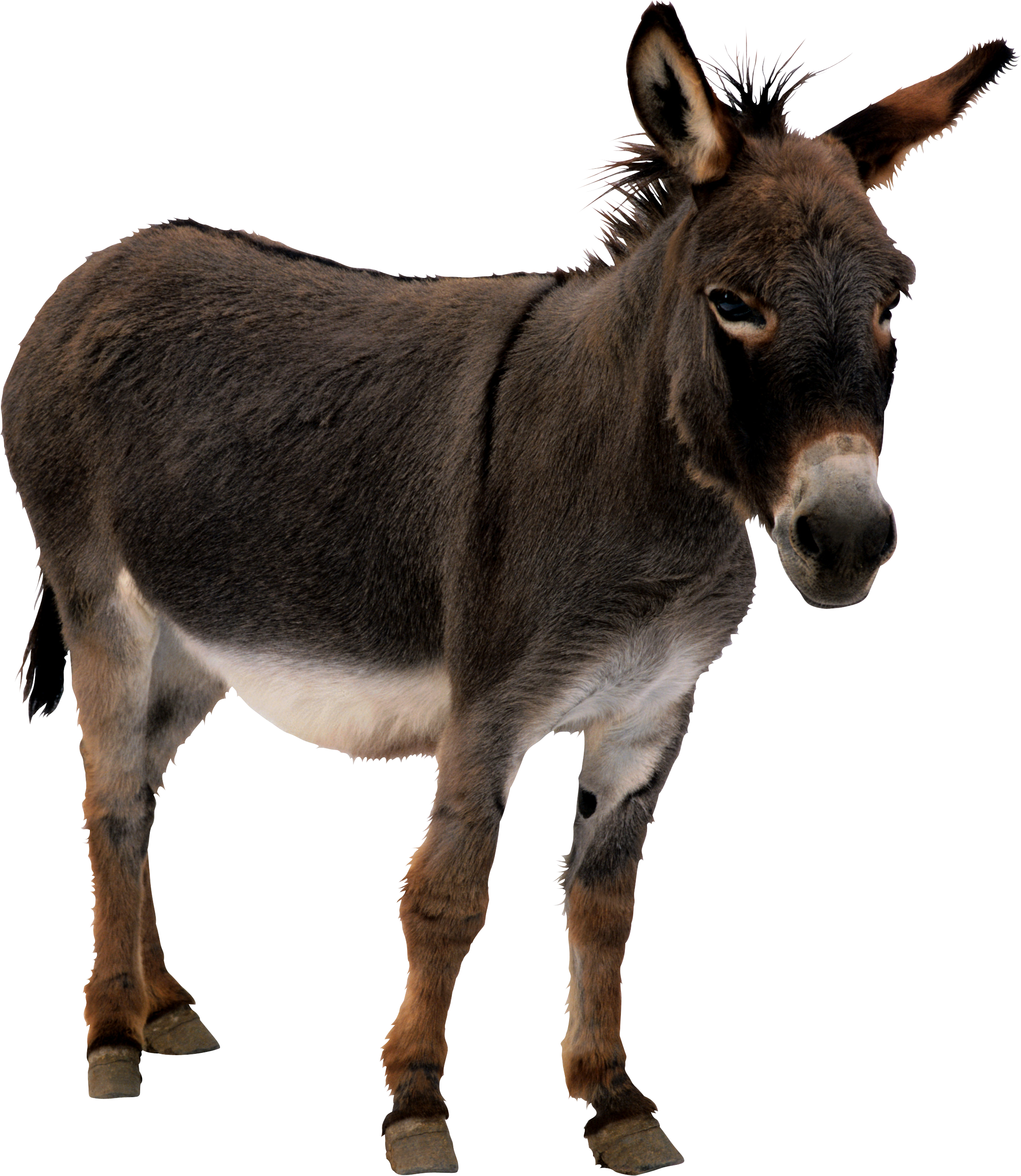 donkey icon png web icons png #37017