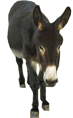 donkey photo ronnies pets photobucket #37024