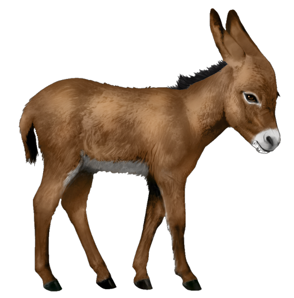 donkey png images with transparent background #37043