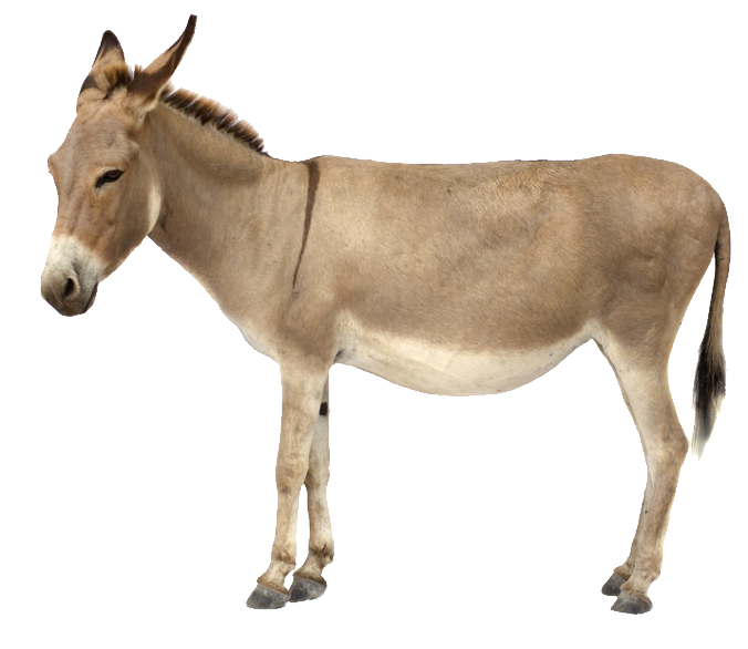 donkey png images with transparent background #37000