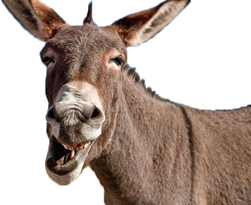 donkey png images with transparent background #37019