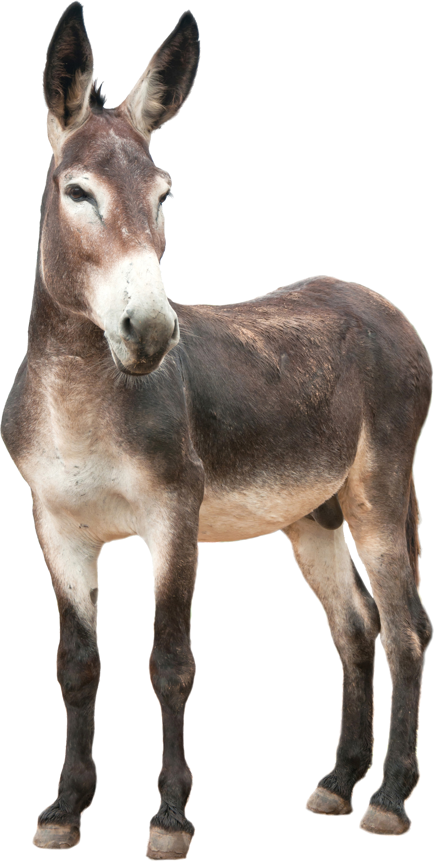 donkey png transparent images #37002