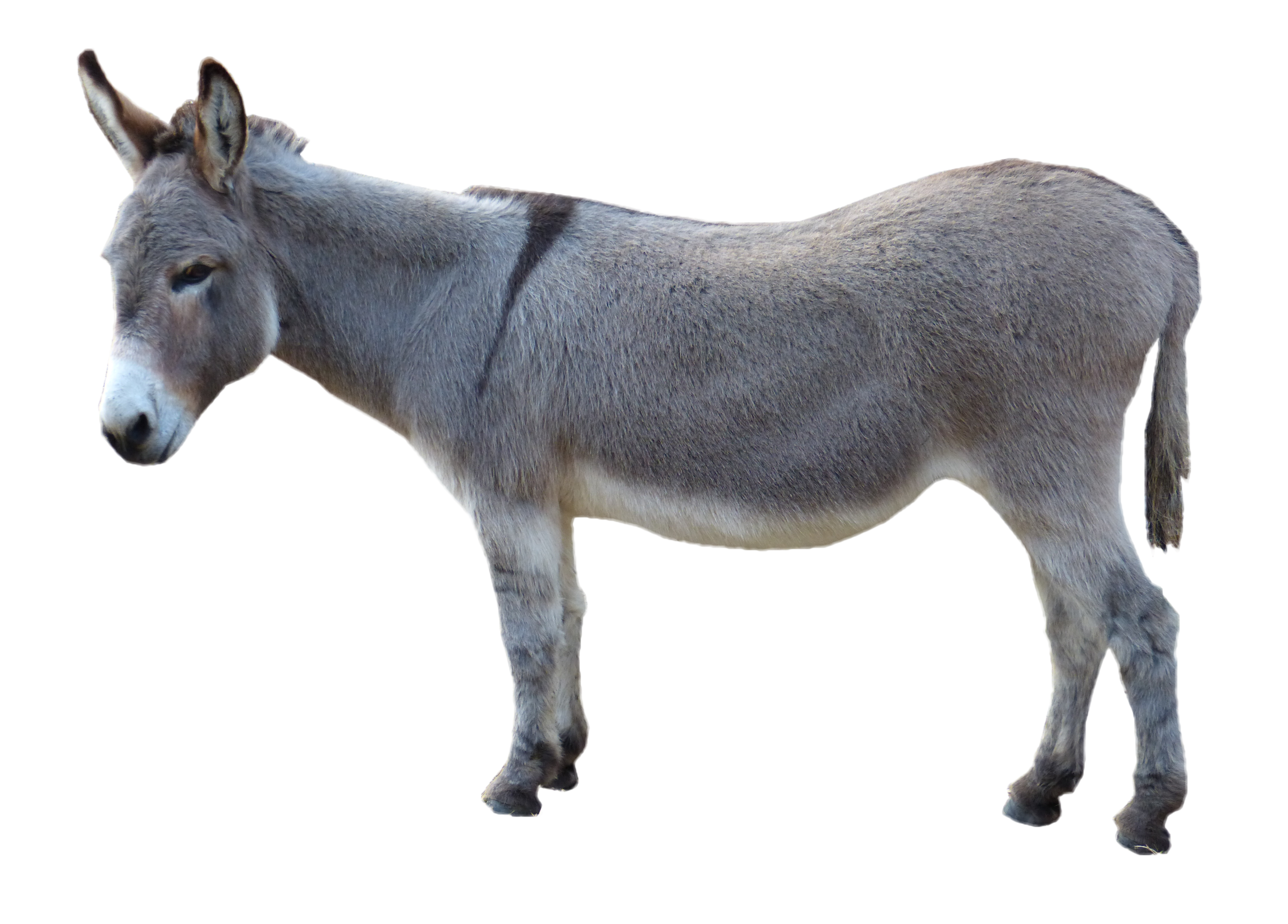 grey donkey standing png image purepng #37039
