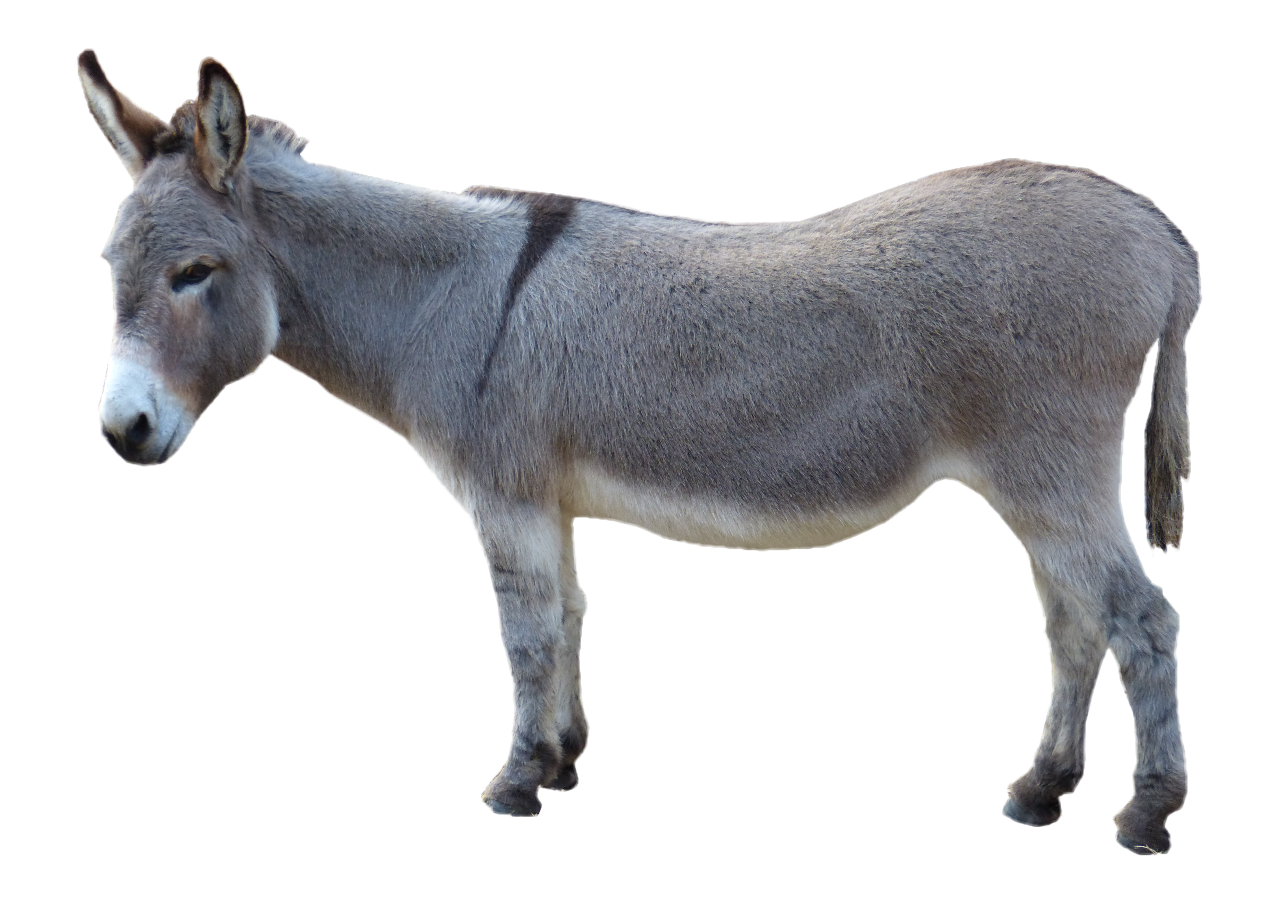 Donkey