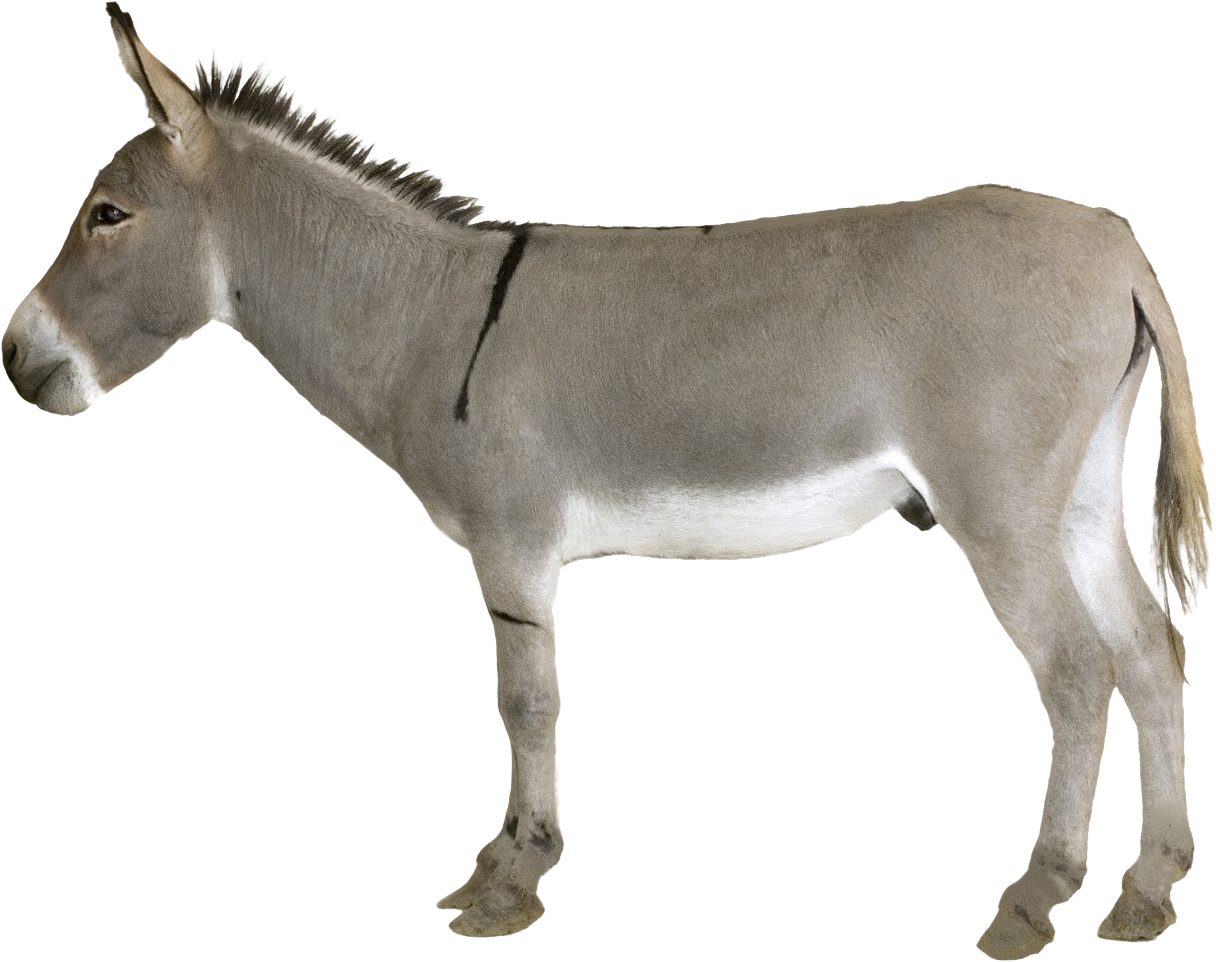 grey donkey standing png image purepng #37025