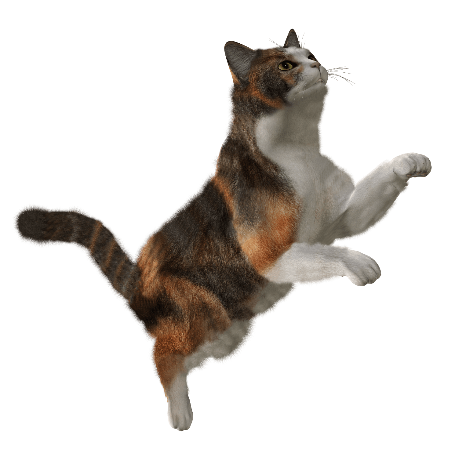 download cat png image download picture kitten png #31743