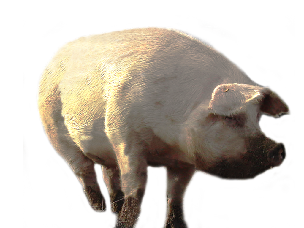 download pig png transparent images images #31754