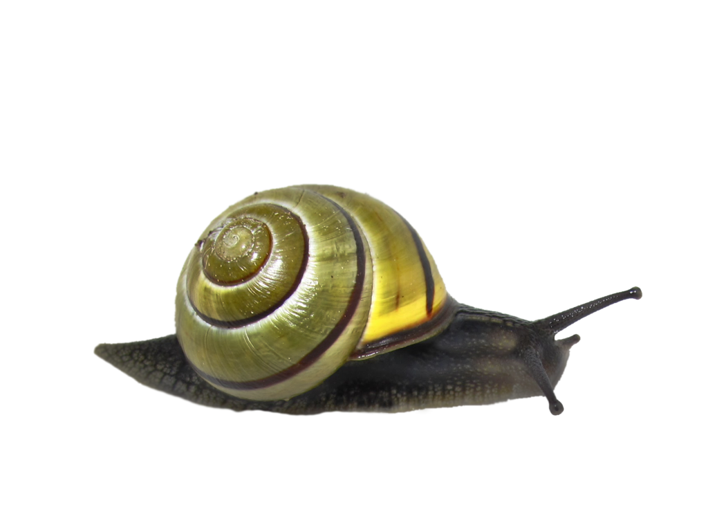 download clipart, download snail png clipart transparent png images 31766