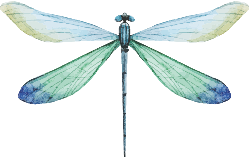 blue green animal dragonfly mind over chatter #39338