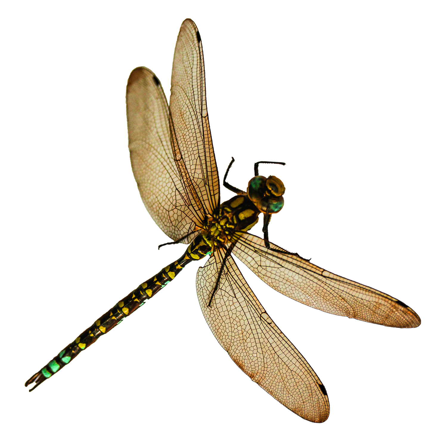 download dragonfly image #39364