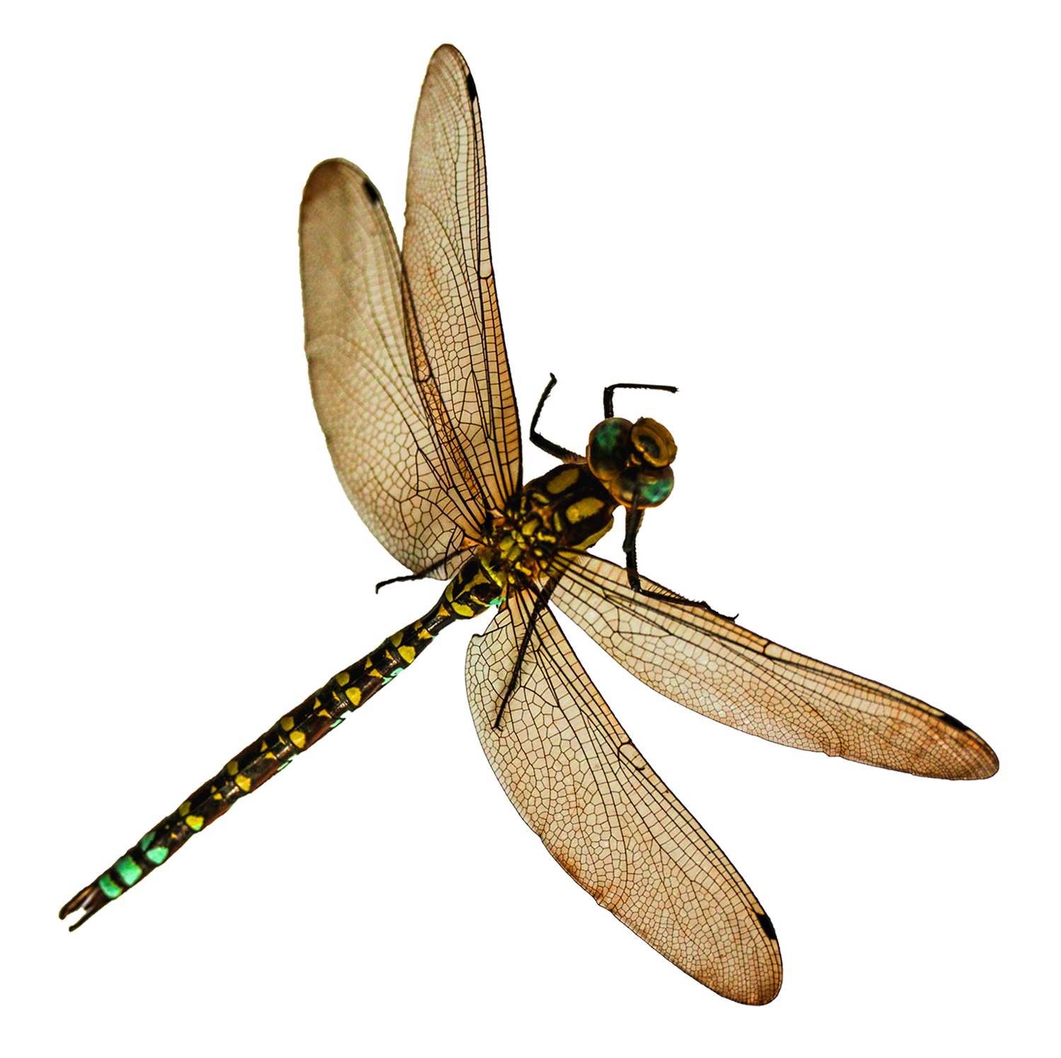 Dragonfly Clipart Images, Free Download Dragon FLY PNG