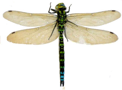 dragonflies png #39340