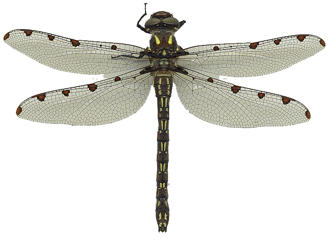 dragonfly animals png images #39365