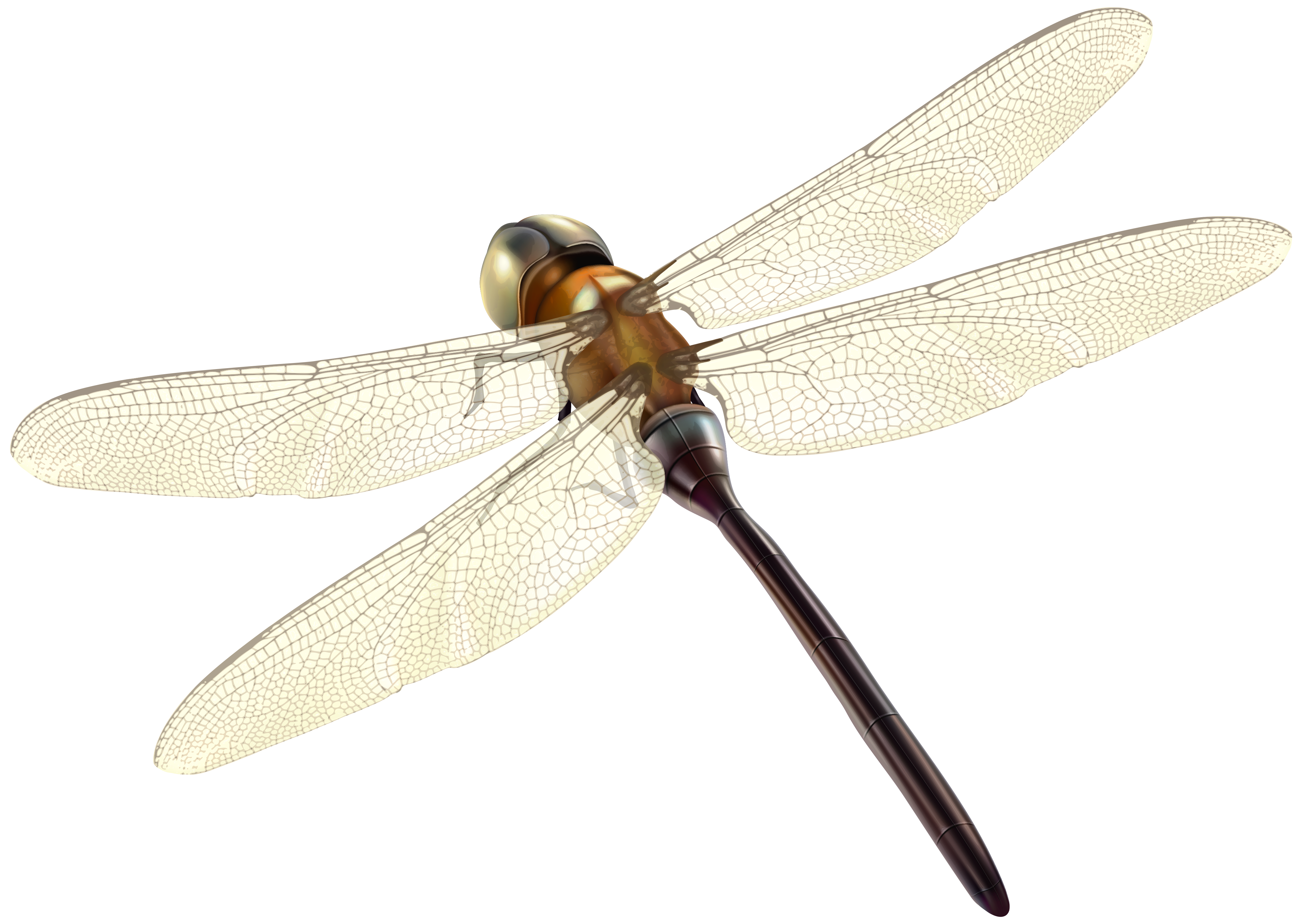 dragonfly clipart best #39342