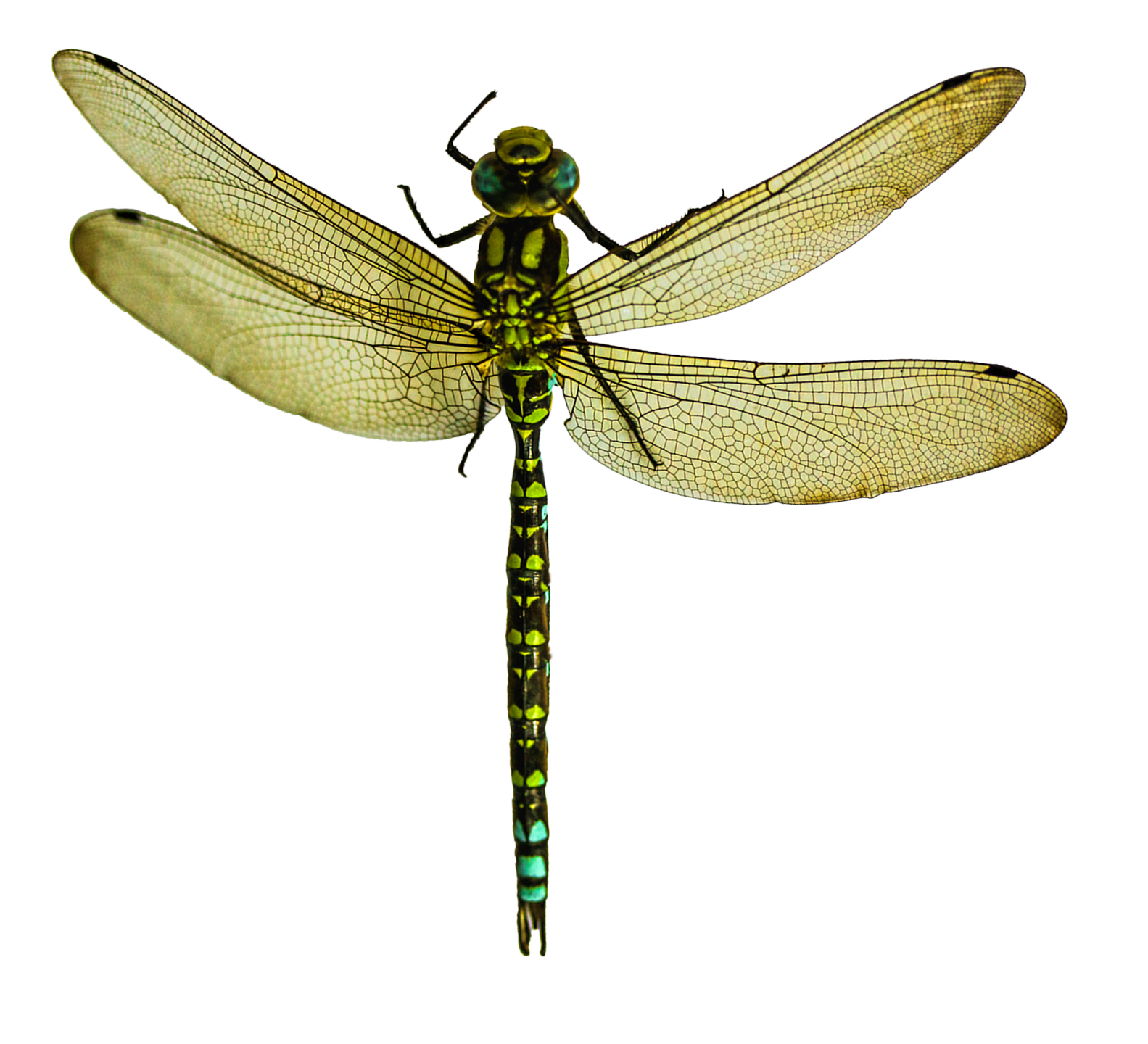 dragonfly image transparent png #39369