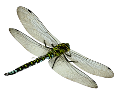 dragonfly png image pngpix #39353