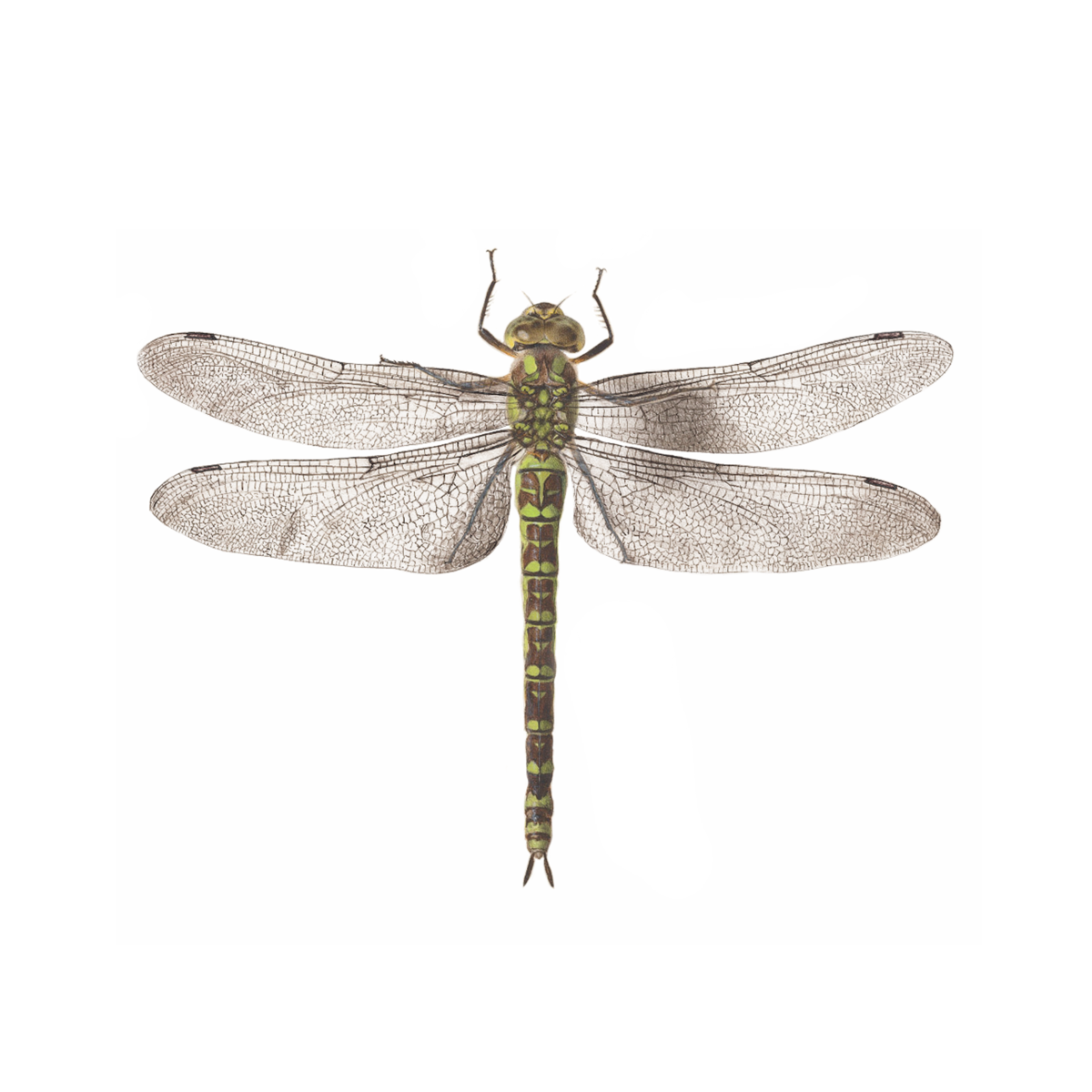 dragonfly temporary tattoos #39341