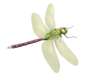 dragonfly transparent #39337