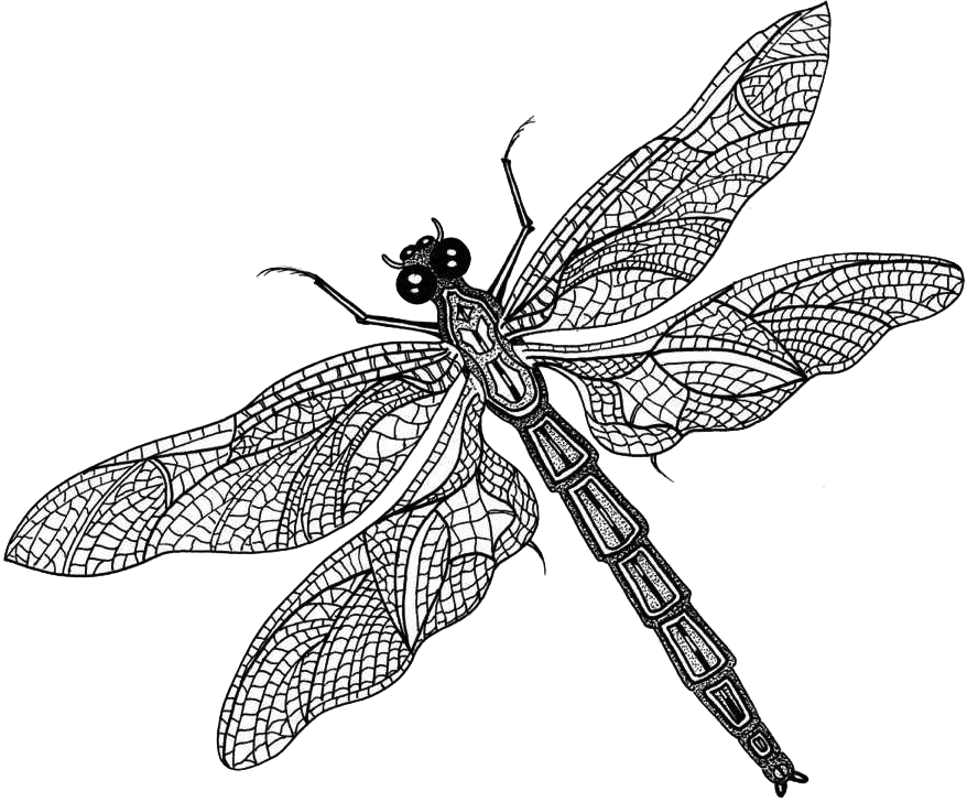 dragonfly vector #39363