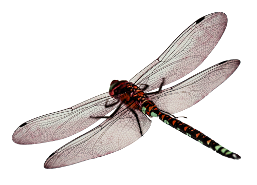 hq dragonfly png transparent image #39358