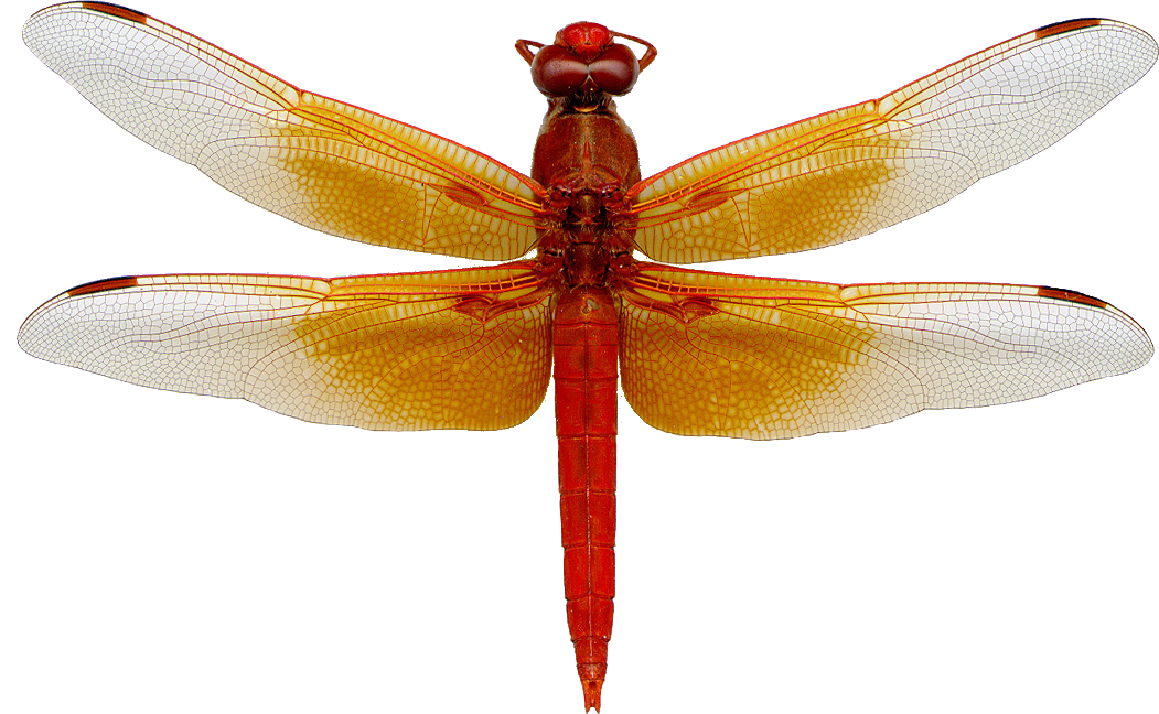 orange and white dragonfly image transparent #39348